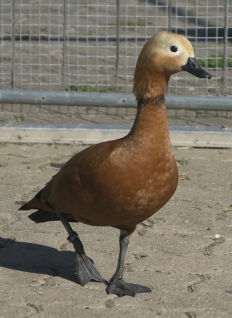 快船和骑士